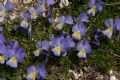 Viola eugeniae