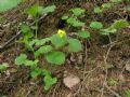 Viola biflora