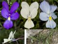 Viola corsica subsp. ilvensis