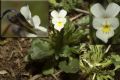 Viola arvensis