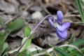 Viola alba subsp. dehnhardtii