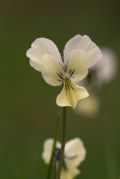 Viola etrusca