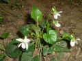 Viola alba subsp. alba