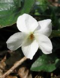 Viola alba