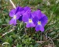 Viola calcarata