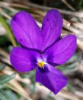 Viola dubyana