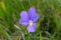 Viola bertolonii