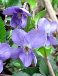 Viola hirta