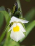 Viola arvensis