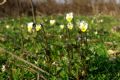 Viola arvensis