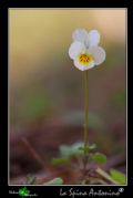 Viola hymettia