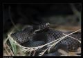 Vipera aspis