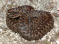 Vipera berus