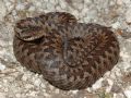 Vipera berus