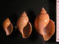 Ampulla priamus