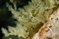 Wrangelia penicillata