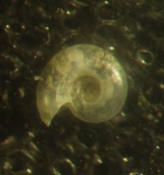 Xylodisculidae