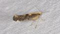 Argyresthia conjugella (cfr.)