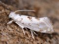 Niphonympha dealbatella