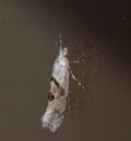 Ypsolopha asperella