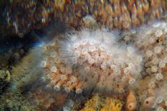 Epizoanthidae