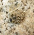 Zodarion sp.