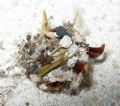 Zodarion sp.