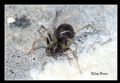 Zodarion sp.