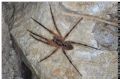 Zoropsis sp.