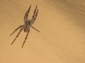 Zoropsis spinimana