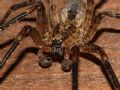 Zoropsis sp.