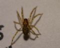 Zoropsis sp.