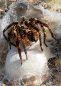 Zoropsis spinimana