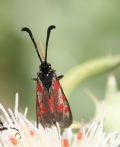 Zygaena corsica