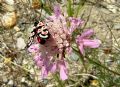 Zygaena occitanica