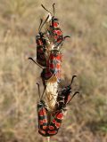 Zygaena carniolica