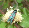 Zygaena lonicerae