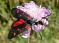 Zygaena lonicerae