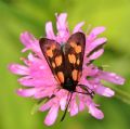 Zygaena cinarae