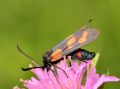 Zygaena cynarae