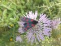 Zygaena filipendulae siciliensis