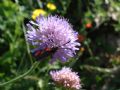 Zygaena loti