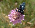 Zygaena ephialtes