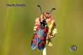 Zygaena oxytropis