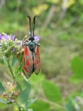 Zygaena loti