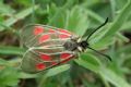 Zygaena exulans