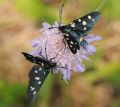 Zygaena ephialtes