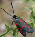 Zygaena filipendulae