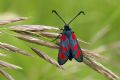 Zygaena filipendulae