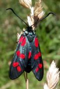 Zygaena filipendulae